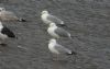 Caspian Gull at Hole Haven Creek (Steve Arlow) (64996 bytes)